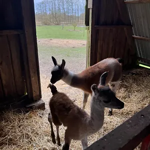 Séjour à la ferme Farm, Billund